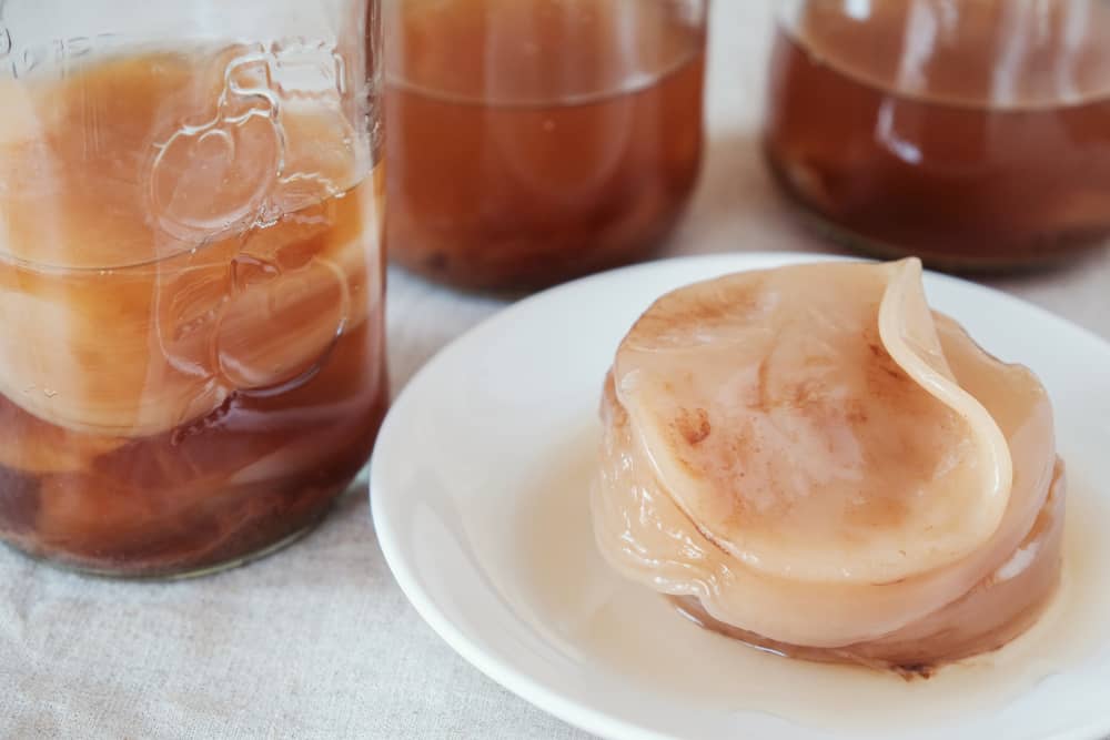 Selbst gemachter Kombucha & SCOBY-Ableger
